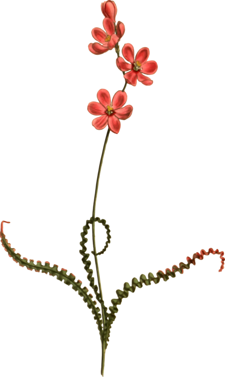 All Photo Png Clipart - Ixia (449x750)