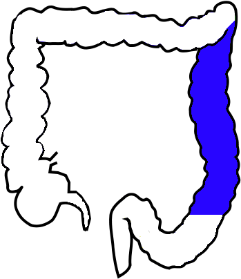 Descending Colon - Colon Transversum (376x418)