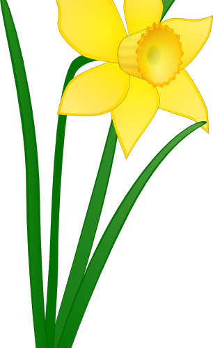 13 Mar 2015 - Welsh Daffodil Clip Art (306x500)