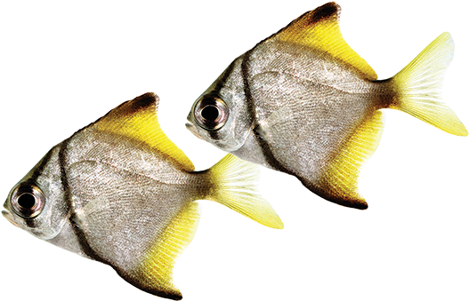 Brackish Fish Care Sheet Picture Of A - Cool Brackish Water Fish (600x400)