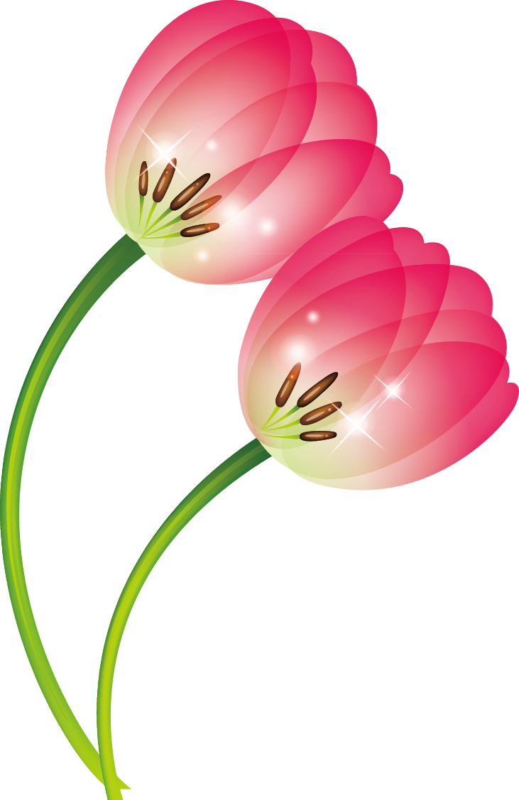 Tulip Clip Art - Tulip (731x1127)