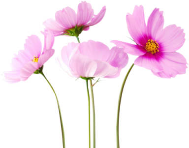 400 X 307 8 - Cosmea Flower Flower Png (400x307)