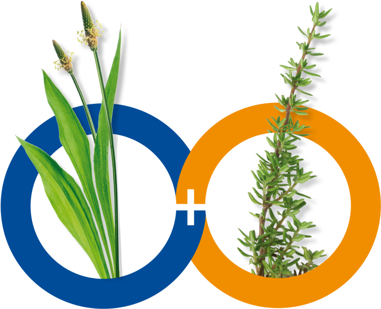 Ribwort And Thyme - Grass (1054x711)