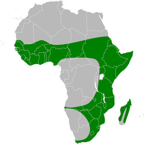 Black Heron Map) Range Map - Africa Map Green Png (480x480)