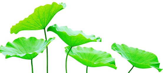 The Universe Responds To The Vibrations Of Your Love - Illustration (554x250)