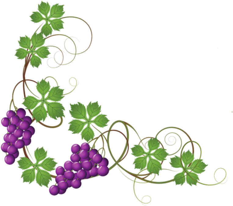 Free Png Download Transparent Vine Decorationpicture - Grape Vine Clipart Png (850x717)