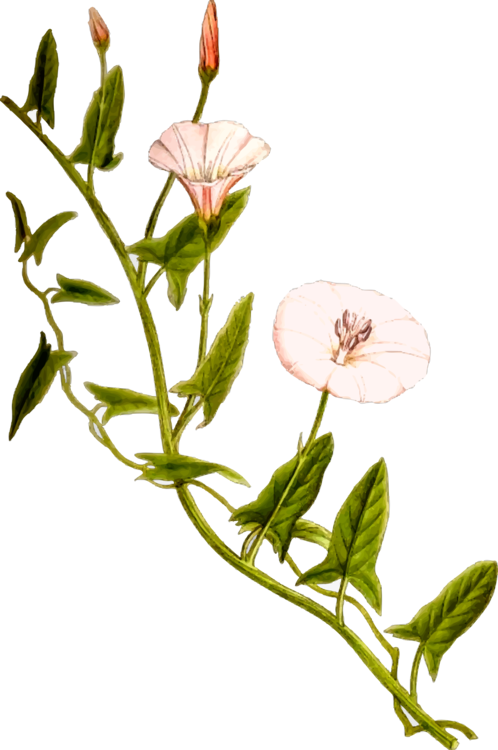 All Photo Png Clipart - Bindweed Clipart (498x750)
