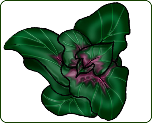 Red Orach - Cyclamen (503x408)