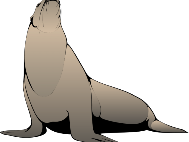 Seal Clipart Realistic - Sea Lion Transparent (640x480)