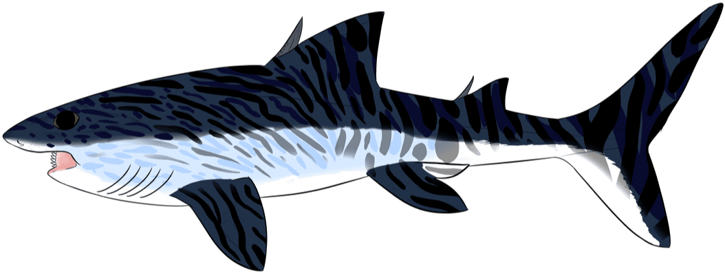 Picture - Bronze Hammerhead Shark (1100x551)