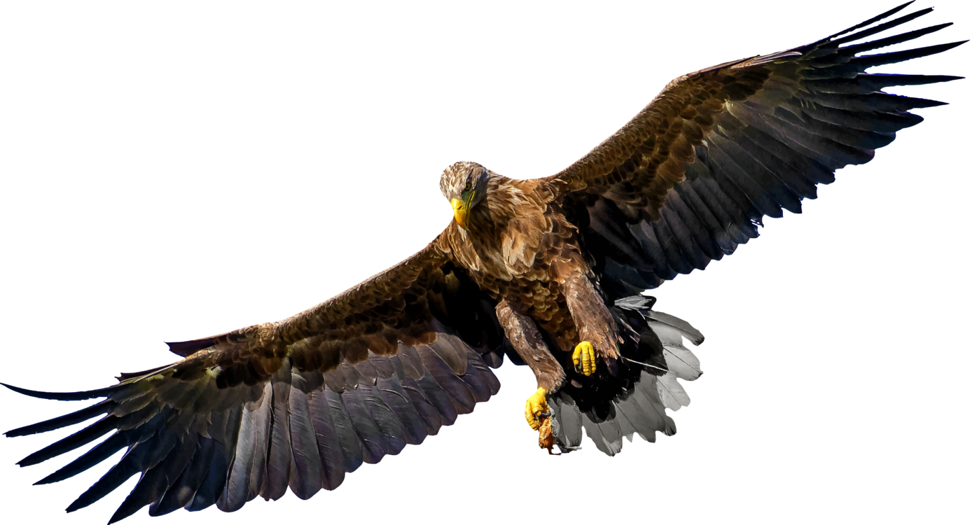 Bird Of Prey Eagle United States Family - Transparent Png Eagle Silhouette (1385x750)