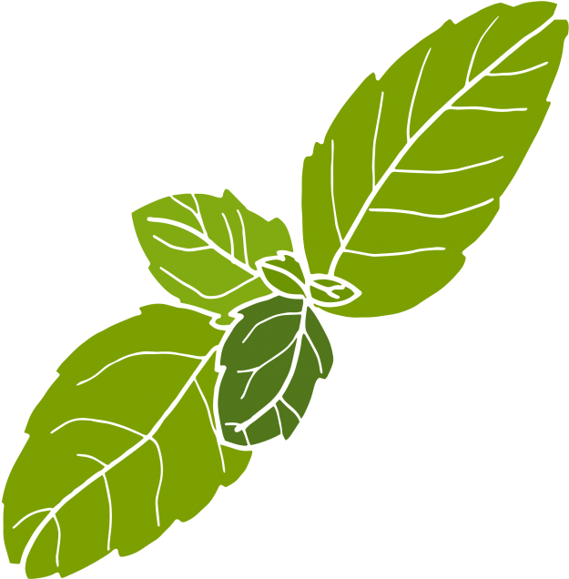 Basil Leaves Color Comp 2 No Outlines-01 - Illustration (1024x791)