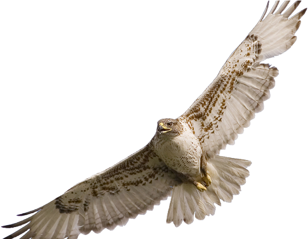 Red Tailed Hawk Clipart Soaring - Red Tail Hawk Png (640x480)