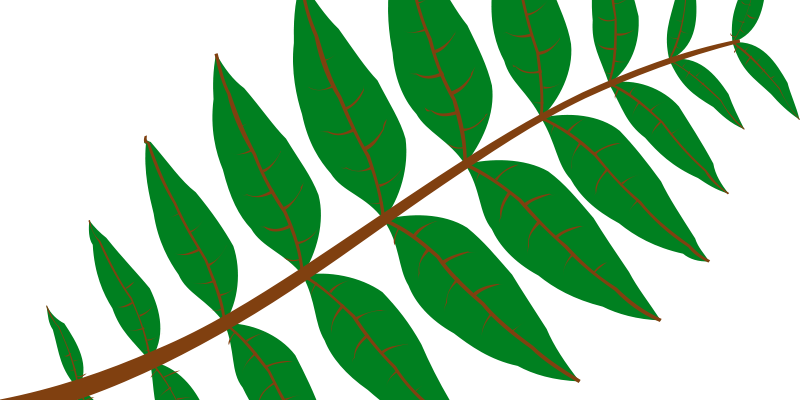 Free Pinnate Leaf Free Beijing Fall Caochangdi Leaf - Leaf Clip Art (800x400)