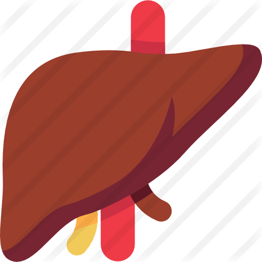Liver Free Icon - Transparent Background Liver Clip Art (512x512)