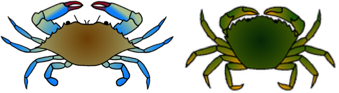 Are Blue Invaders In New England S - Blue Crab Drawing Easy (680x213)