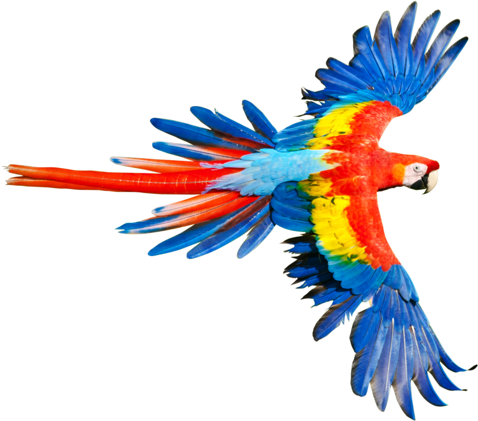 Tropical Rainforest Animals Png (960x974)