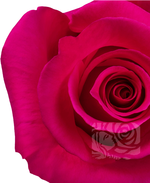 Dark Pink Roses - Floribunda (658x597)