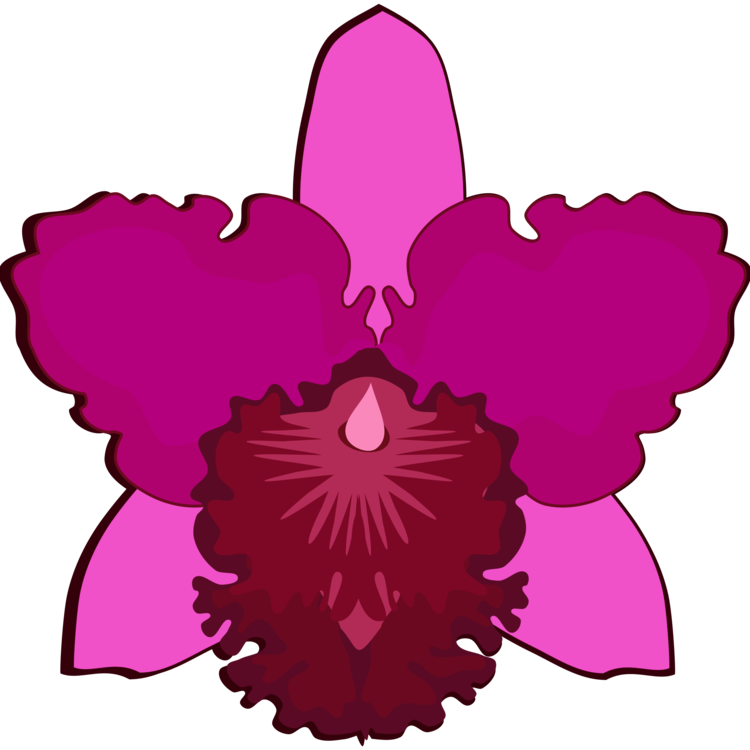 750 X 750 10 0 - Easy To Draw Cattleya Orchid (750x750)
