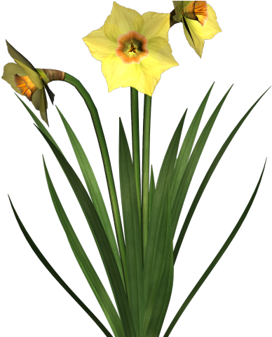 Planescape Torment Clipart Frame - Flowering Plant Transparent Background (640x480)