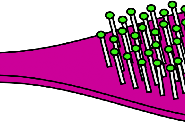 Brush Clipart Animated Hair - Brush Clipart Animated Hair (640x480)