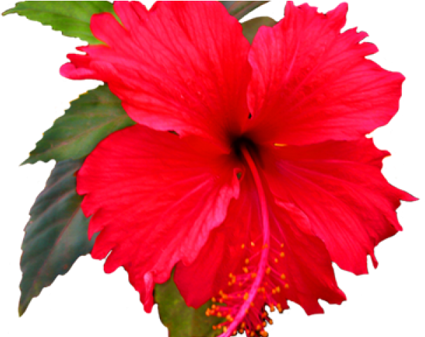 Flower Clip Art (640x480)