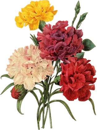 Laminas Y Trabajos Con Flores - Red Flowers Illustration Png (314x419)