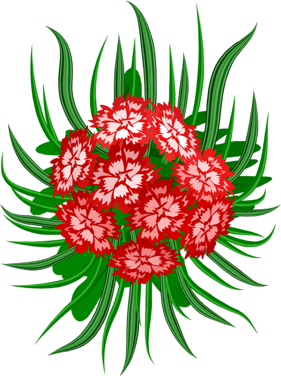 Carnations - Гвоздики (570x750)