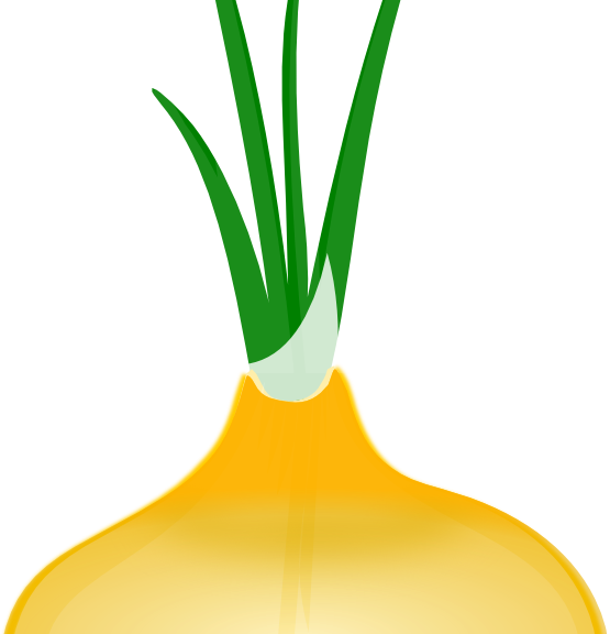 Onion - Onion Clip Art (555x576)