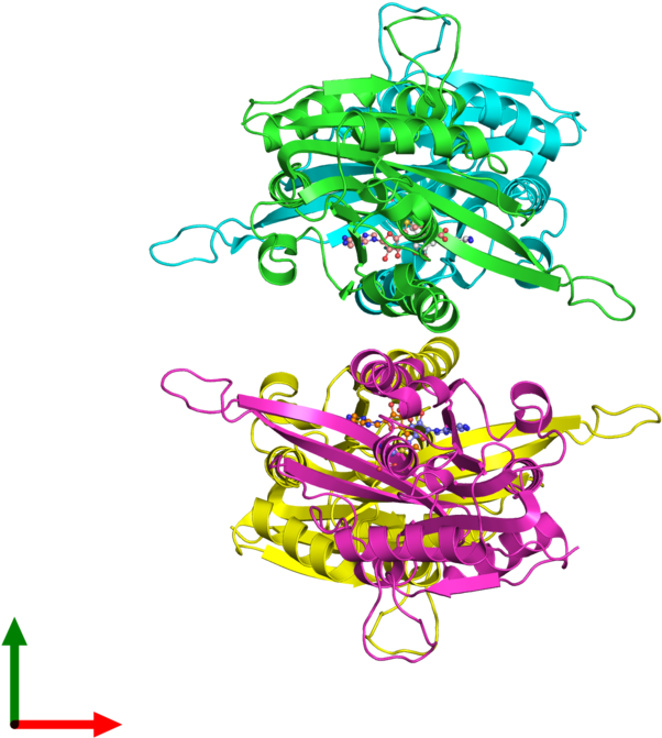 Glycine Structure Protein Chain - Illustration (800x800)