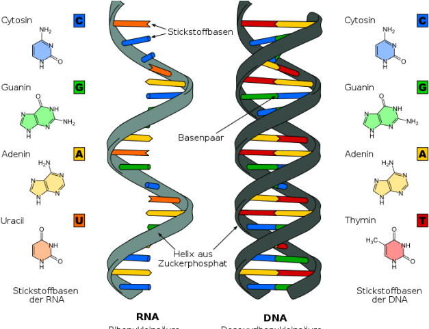 Dna Structure Clipart Differential Diagnosis - Nucleic Acids (640x480)