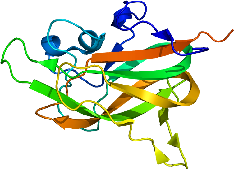 Neuropilin 1 Wikipedia Rh En Wikipedia Org Npr Clip - Illustration (802x595)