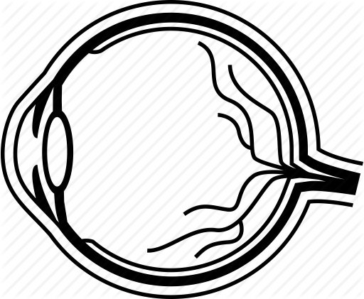 512 X 421 8 - Eye Anatomy Clip Art (512x421)