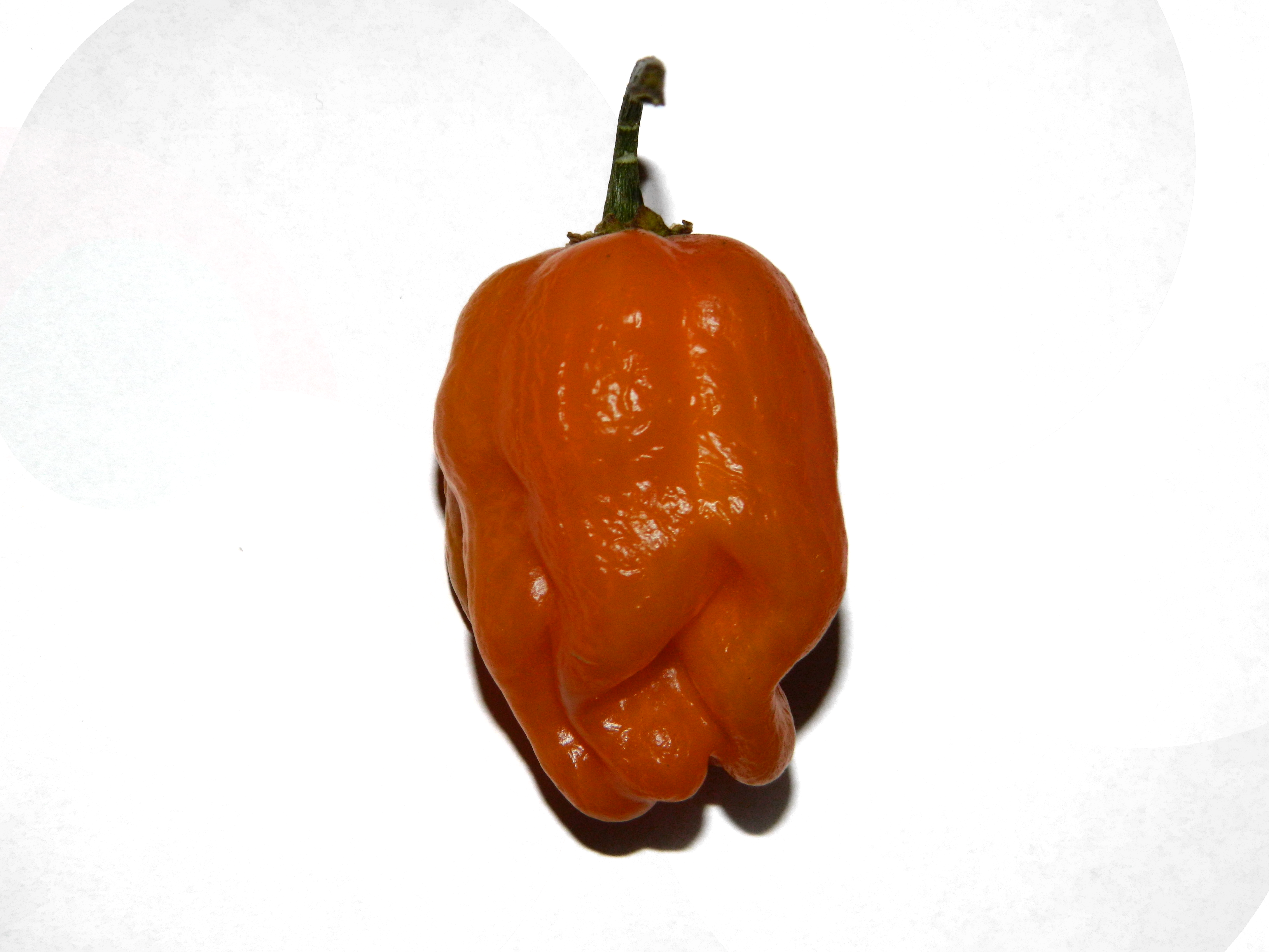 3264 X 2448 4 0 - 3264 X 2448 4 0 (3264x2448)