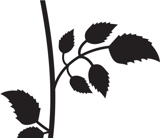 Silhouettes Clipart Flower - Rose Black & White Png (640x480)