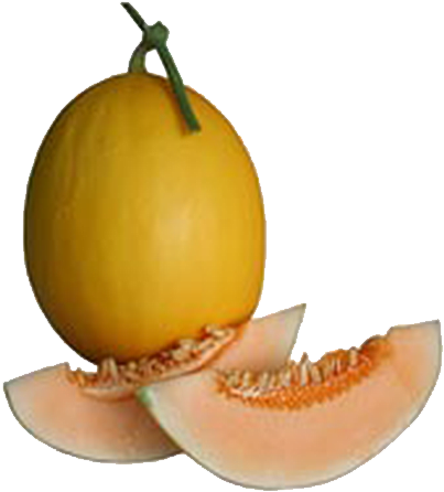 Commercial - Honeydew (510x510)