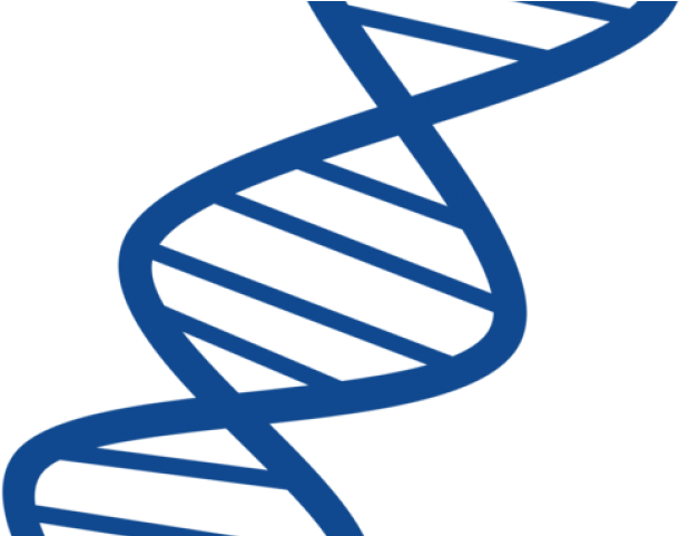 Structure Clipart Dna - Dna Clipart Transparent Background (640x480)
