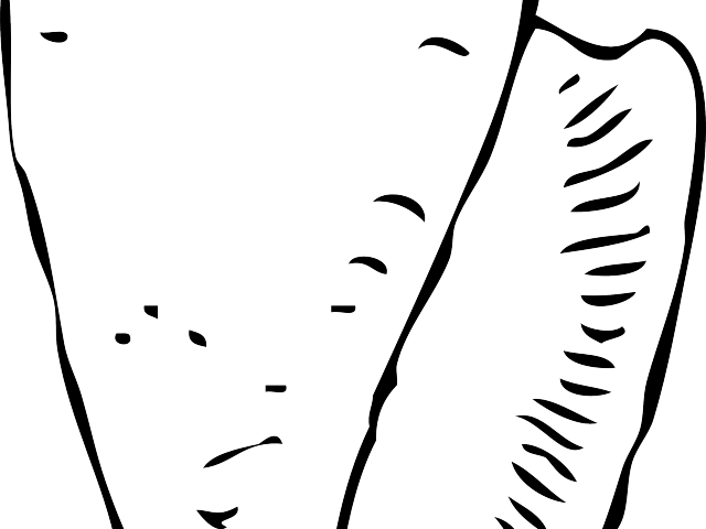 Shell Clipart Beach Drawing - Seashell Clip Art (640x480)