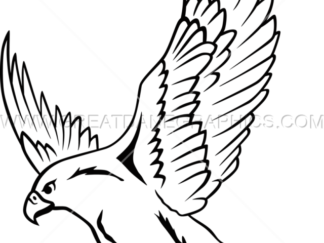 Falcon Clipart Drawing - Falcon Drawing (640x480)