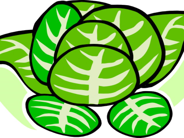 Brush Clipart Sepilyo - Lettuce Clip Art (640x480)