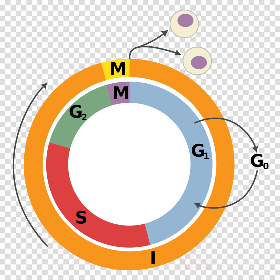 Cell Cycle Png Clipart Cell Cycle Mitosis Cell Division - Cell Cycle Png (900x900)