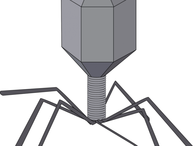 Virus Clipart - Virus Clip Art (640x480)