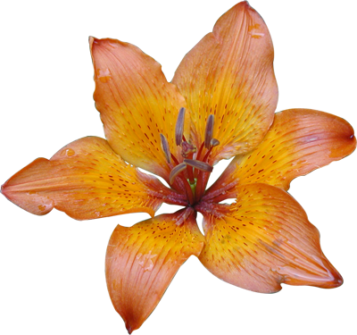 Welcome To Our Hand Picked Orange Lily Clipart Page - Orange Flowers White Background (400x375)