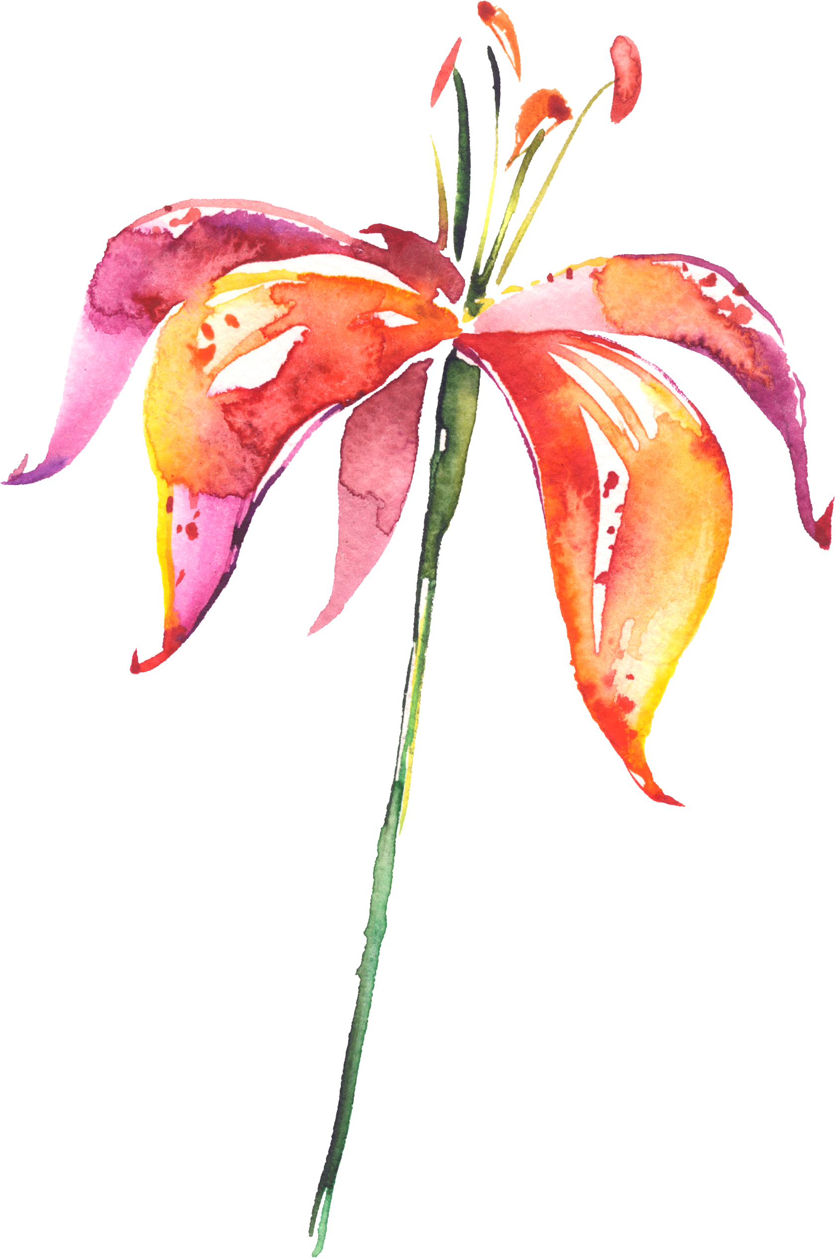 Drawn Lily Orchid Flower - Painted Lilium Flowers Png (1681x2530)