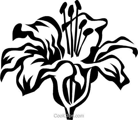 Tiger Lily Royalty Free Vector Clip Art Illustration - Passion Flower Vector Art (480x417)