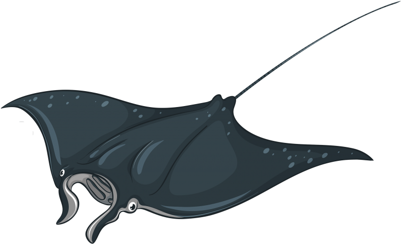 Free Png Download Skate Fish Clipart Png Photo Png - Manta Ray Illustration (850x509)