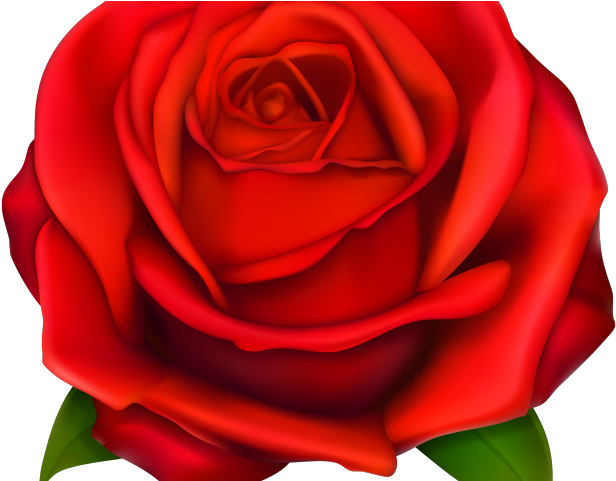 Pink Rose Clipart Rose Teapot - Free Printable Rose (640x480)