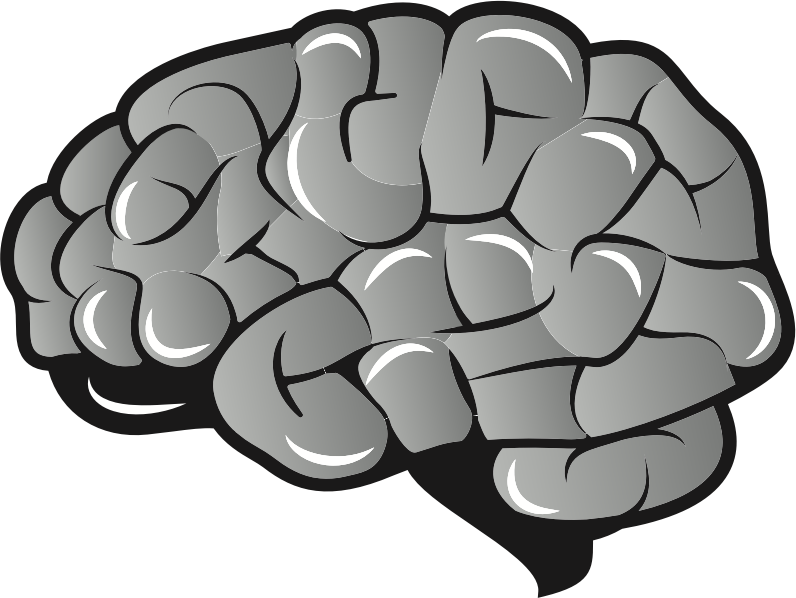 By Oksmith - Brain Vector Image Png (796x598)