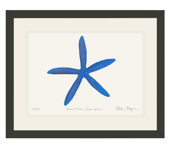 Starfish (600x501)
