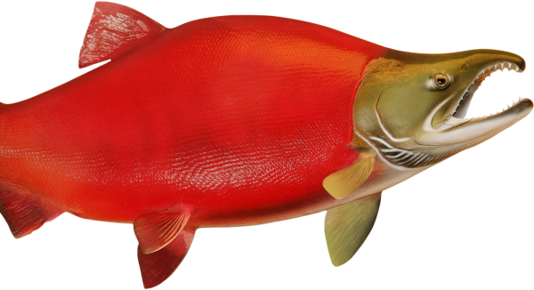 Become A Member - Salmon (600x326)